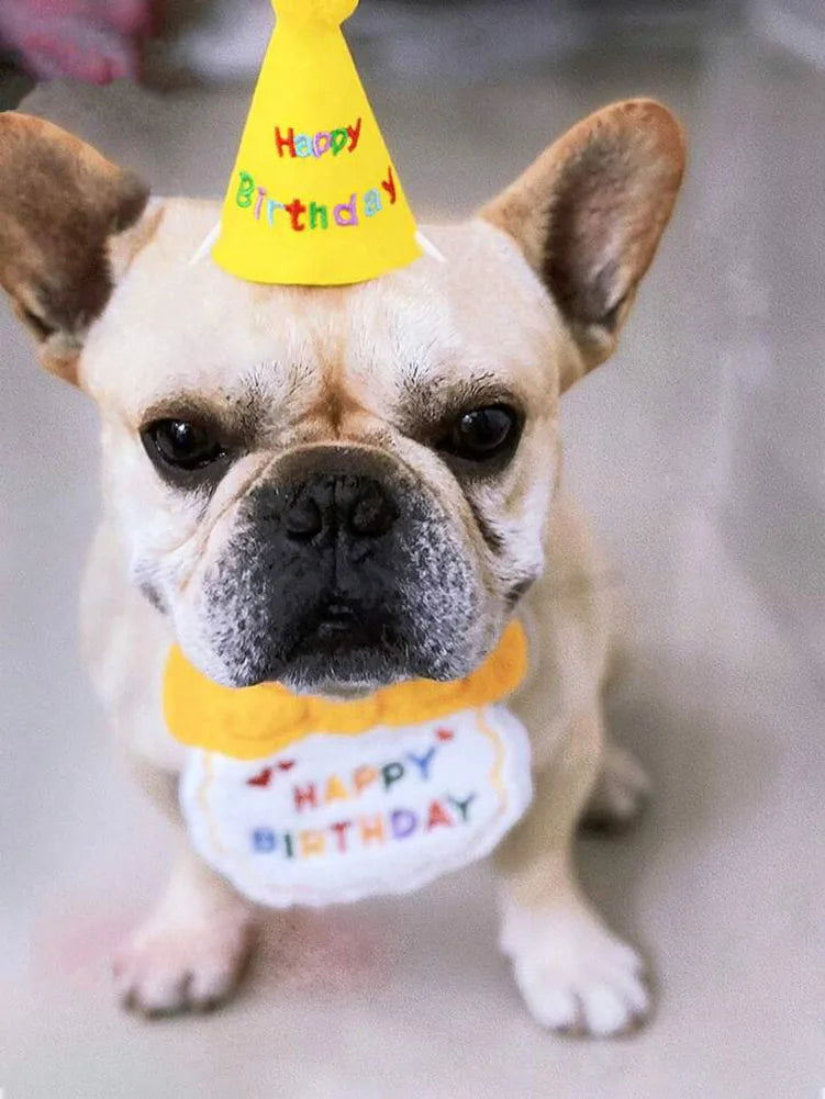 Roupinha de aniversário para Gatinhos